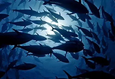 peces