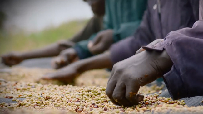 south-sudan-coffee-video