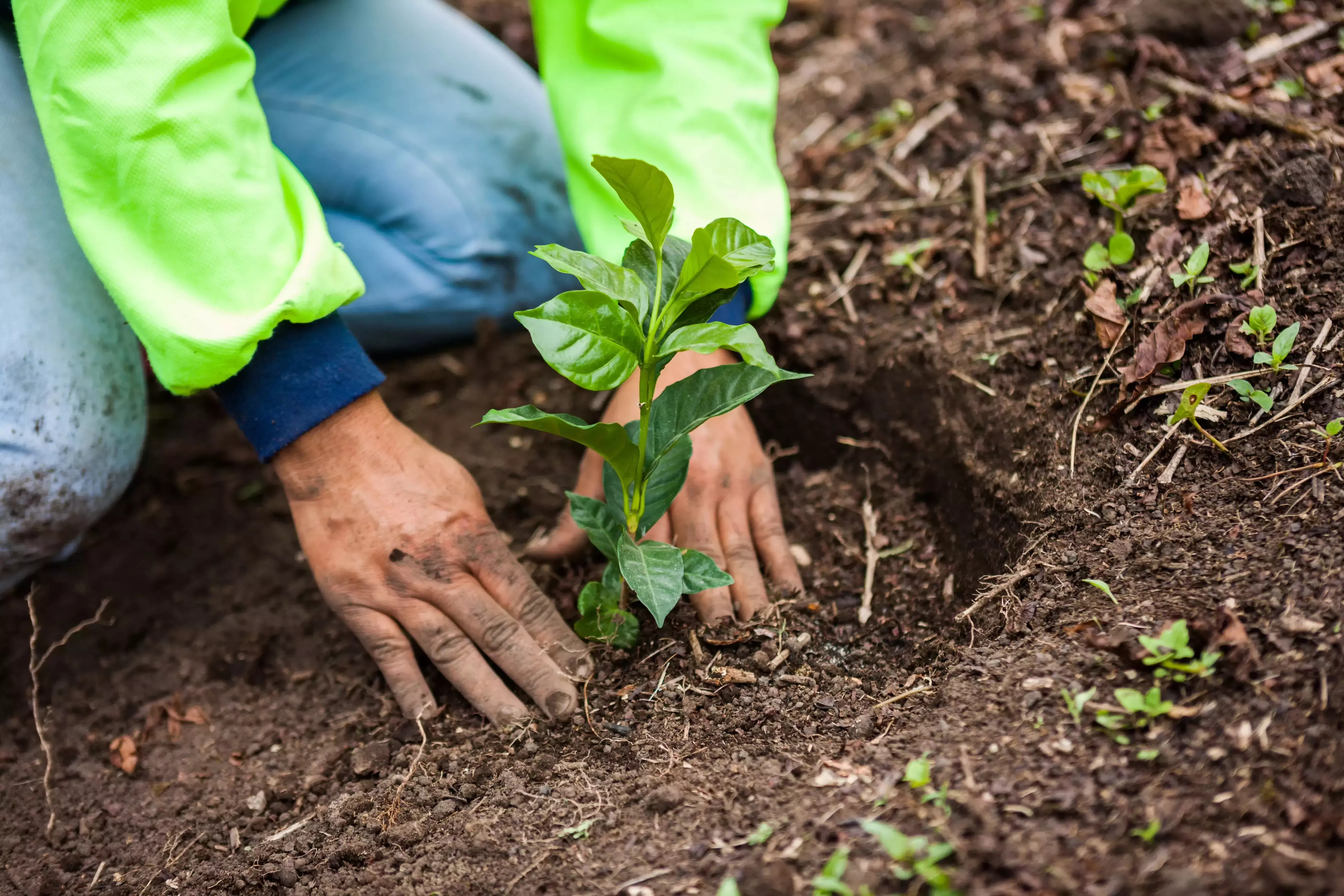 Agricultura regenerativa