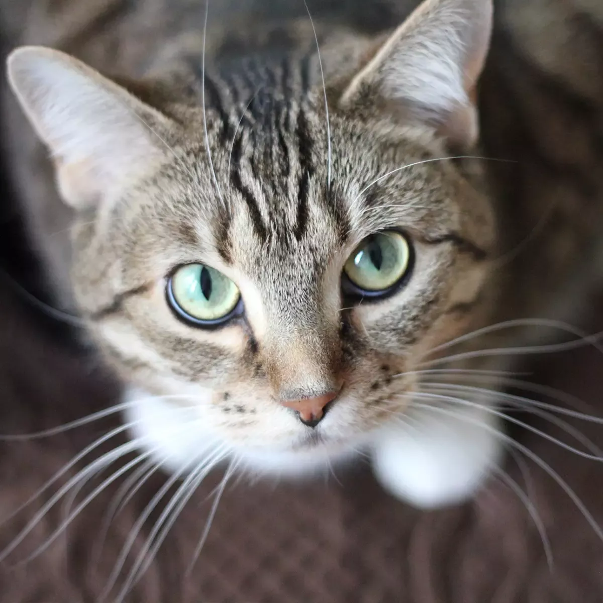 Pets-cat