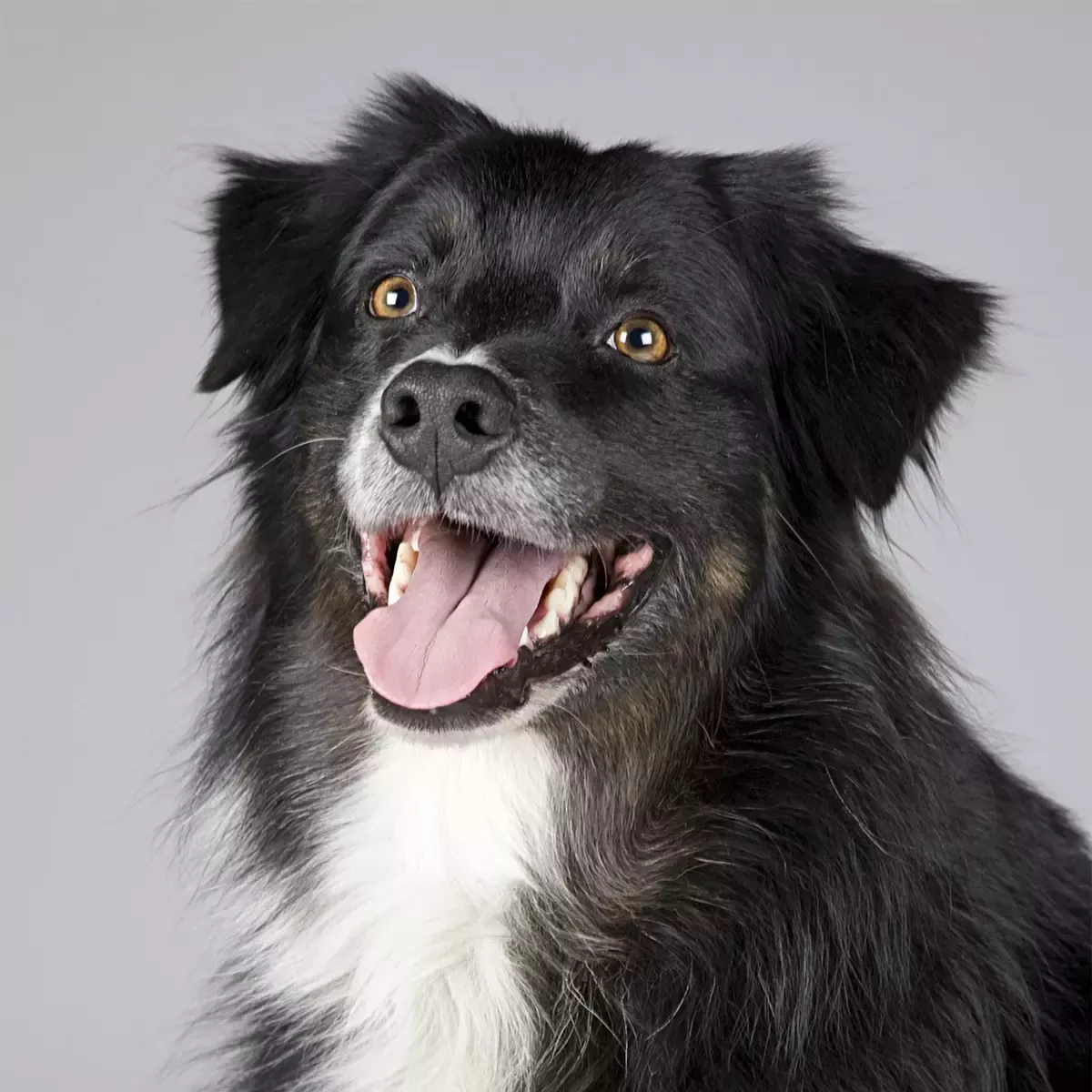 Pets-Dog